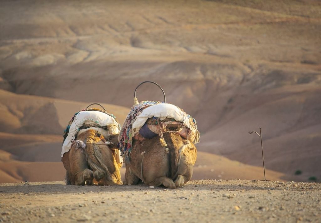 4. Agafay Desert: Sahara Vibes Without the Long Drive