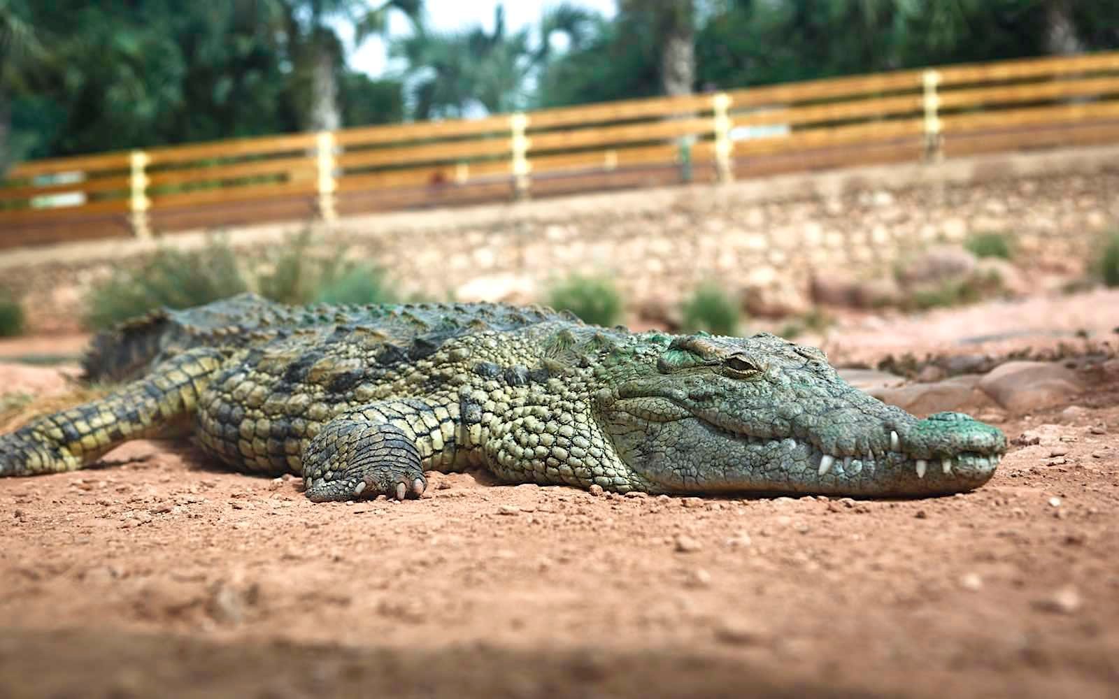Crocodile Park: A Wild Experience