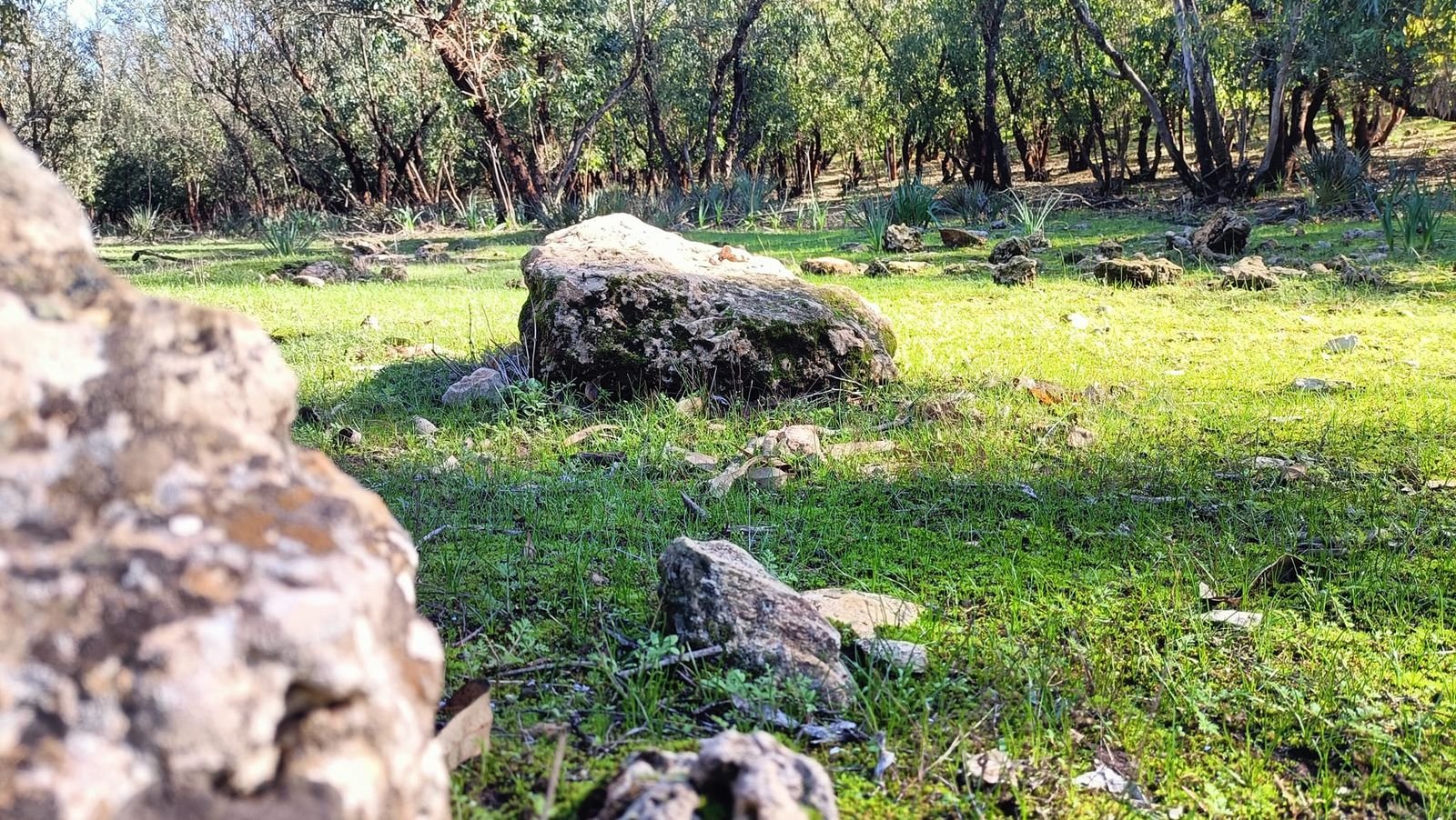 Art Nature: Adventure in Bouskoura Forest