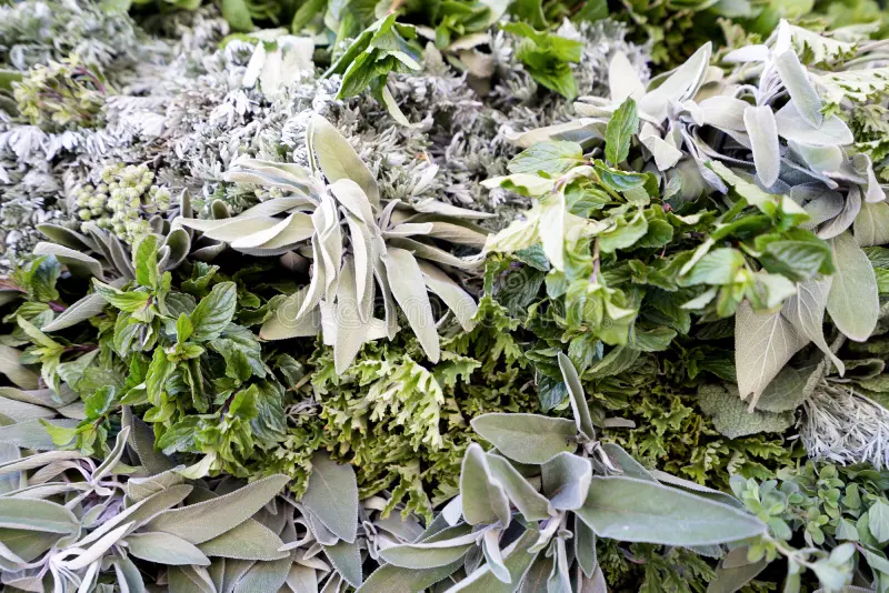 The Magical Herbs: It’s Not Just Mint