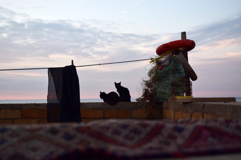 Black cats everywhere on the island...