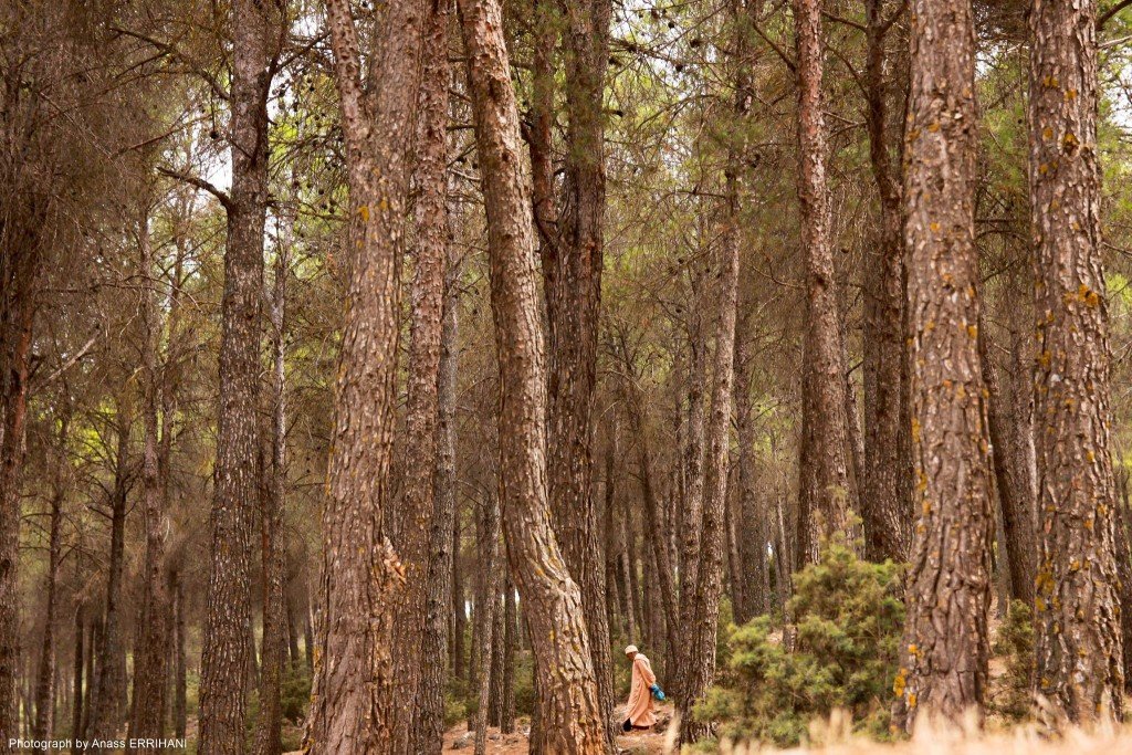 starry sky pro photoshop zoner boner toubkal atlas mountains errihani anass yakine yanikes tour de maroc au pied africa african nikon d6 canon lens objectif walid bendra karim achalhi abdelhamid belhamidi road trip off maroc maroko coast tent berber bivouac camp forest 