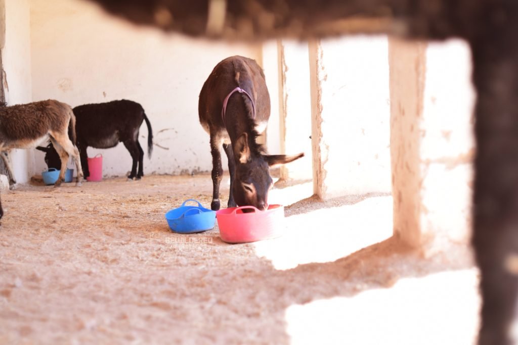 Jarjeer Mules and Donkey Sanctuary