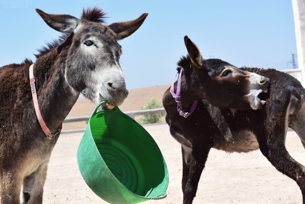 Tommy At Jarjeer Mules