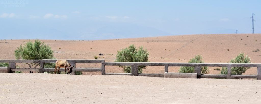 Jarjeer Donkey And Mule Sanctuary in Oued Doumnas, Marrakech
