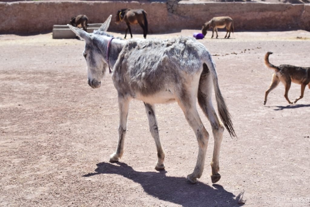 Beyd is Arabic means "white". 