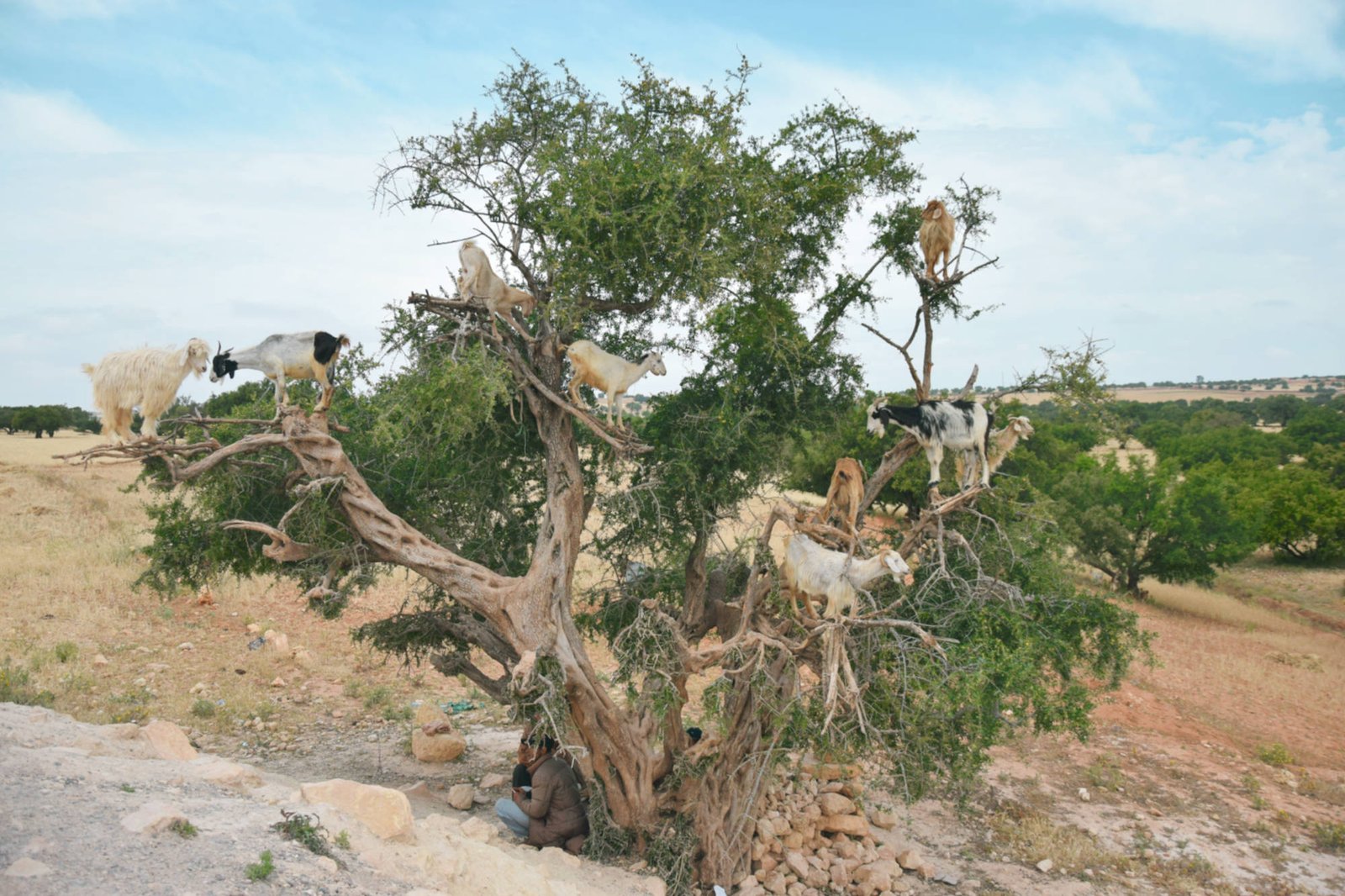 Goats on trees on our way to Essaouira