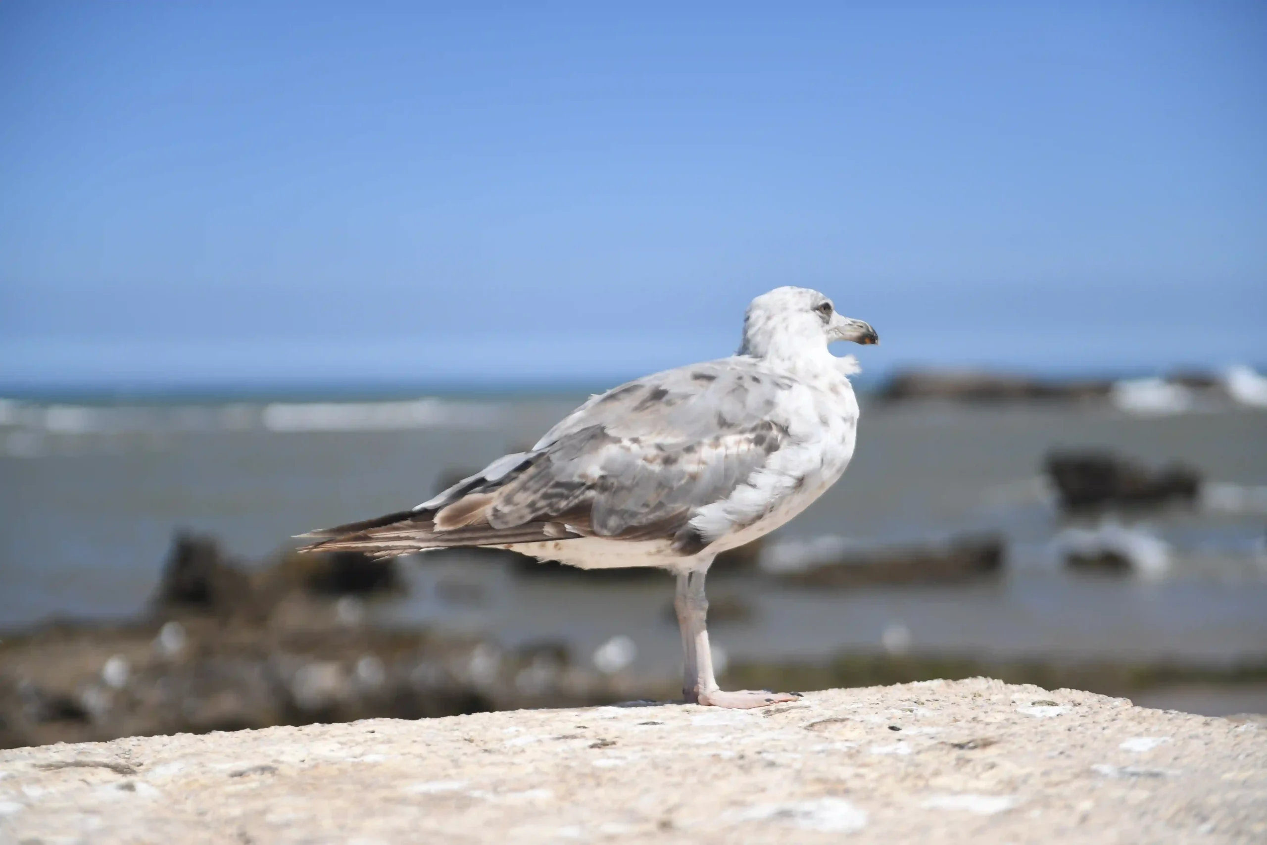 Essaouira photography guide