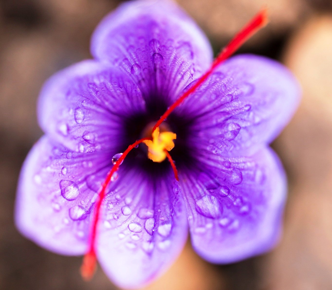 taliouine Saffron Flower, Taliouine