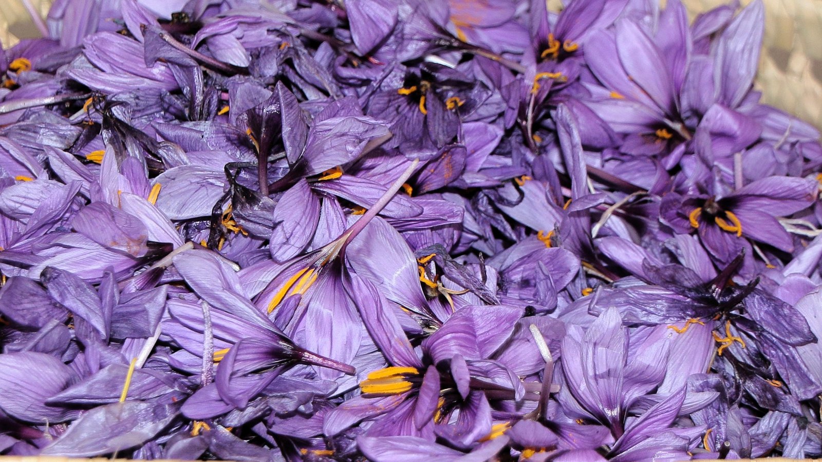 taliouine-3 Taliouine is the capital of saffron in Morocco